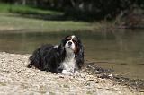 CAVALIER KING CHARLES 029
